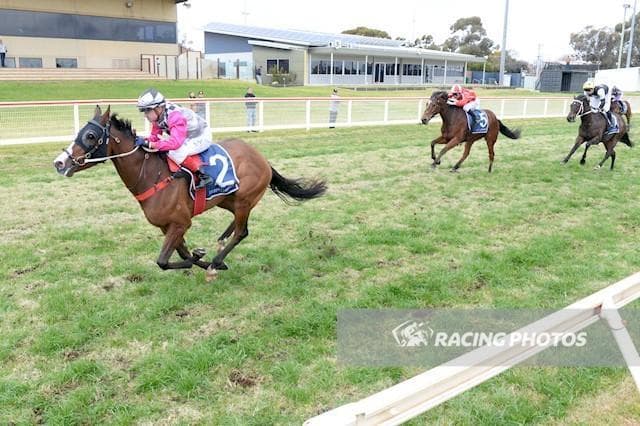 Picky a Stayer on the Rise